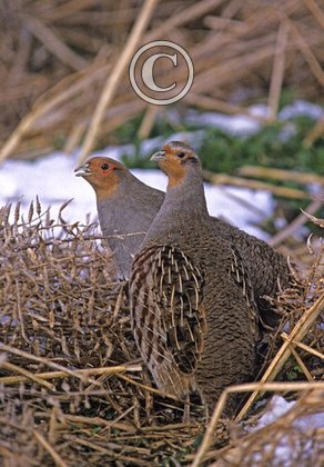 Grey Partridge Pair 3